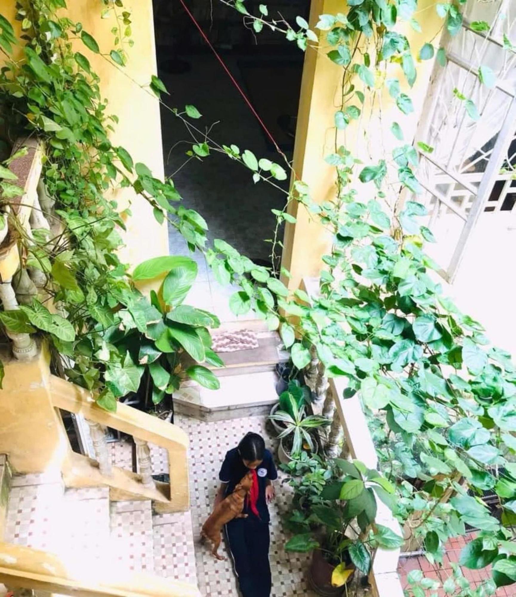 Azalea * Hanoi